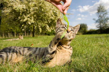 cat in the grass