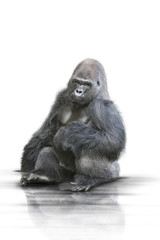 Gorilla wd303