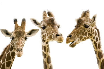 Giraffe wd272 - 18389866