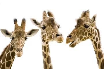 Zelfklevend Fotobehang Giraf Giraf wd272