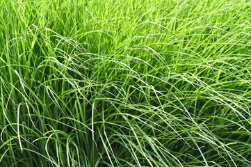 gras