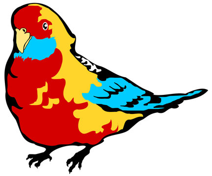 rosella parrakeet (Platycercus eximius)