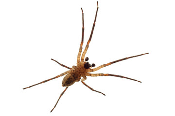 under wolf spider
