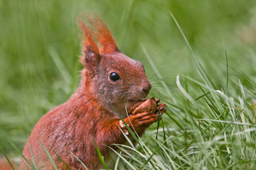 Eichhörnchen © Alexander Erdbeer