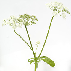 Giersch; Aegopodium Podagraria