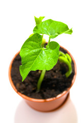 Bean sprout in the flowerpot