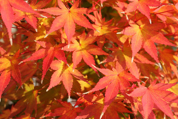 Maple leaves