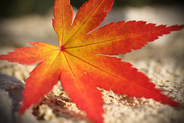 Maple leaf