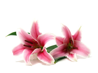 Obraz na płótnie Canvas Pink Lily