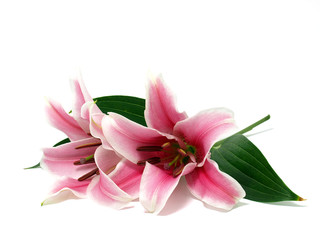 Pink Lily