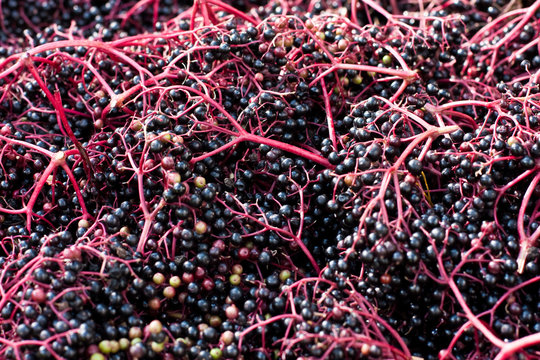 Holunderfr&uuml;chte, fruits of elder