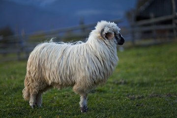 Naklejka premium Sheep in the mountains in autumn