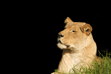 Obraz na płótnie Canvas Lioness