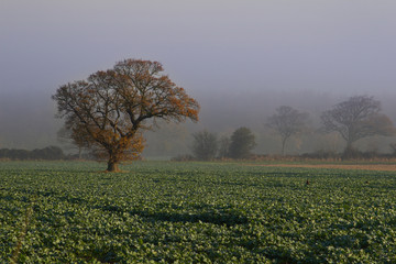 Tree in mist