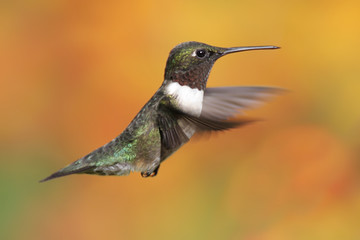 Fototapeta premium Ruby-throated Hummingbird In Flight