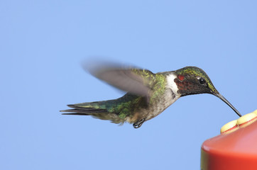 Ruby-throated Hummingbird At A Feeder