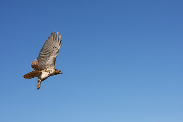 Red-tailed Hawk In Flight