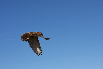 Red-tailed Hawk In Flight