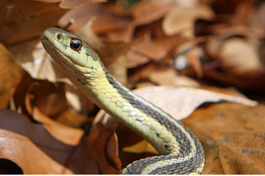 Garter Snake On Leaves
