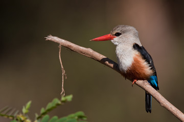 Frabenfroher Eisvogel