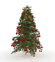 isolated Christmas tree fir