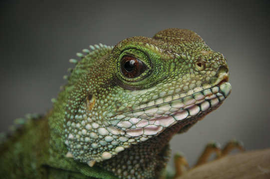 Chinese water dragon