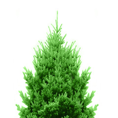 Grüner Weihnachtsbaum