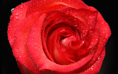 red rose close-up with drops