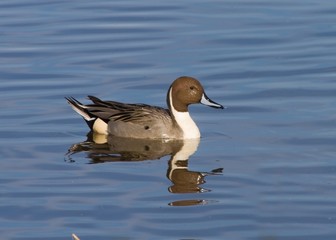 Lone Pintail