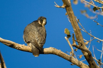 Peregrine Falcon