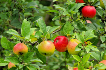 Apfel am Baum - apple on tree 102