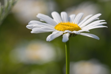 Obraz premium camomile