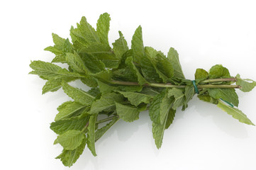 Marokkanische Minze; Mentha spicata; Marokko