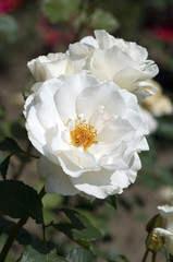 Fototapeta premium Polyantha-Rose, Margaret Merril