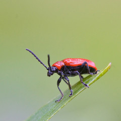 Scarlet lily beetle
