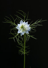 Schwarzkuemmel; Echter; Nigella sativa