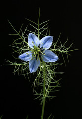 Schwarzkuemmel, Echter, Nigella sativa,  Nigella, Heilpflanze, K