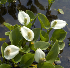 Sumpf-Calla; Calla; Calla palustris