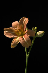 Taglilie  Hemerocallis © Ruckszio