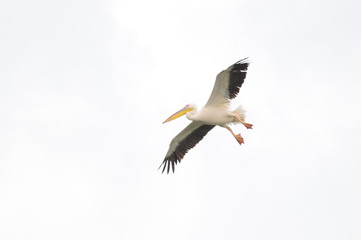 Great White Pelican (Pelecanus onocrotalus), lake Maayan Zvi