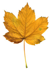 yellow and brown autumn leaf isolated on white