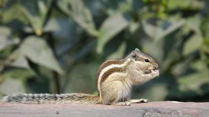 Five-striped Palm Squirrel