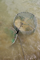 Crab trap wire round net in brown river