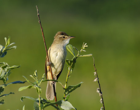 Great Reed Warbler