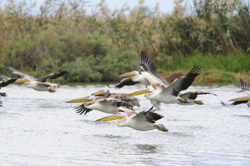 Great White Pelican (Pelecanus onocrotalus), lake Maayan Zvi