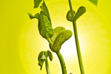 bean sprout in the green back light