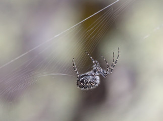 Close-up photo of hunting spider