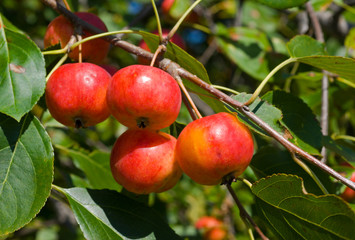Apples on branch 3