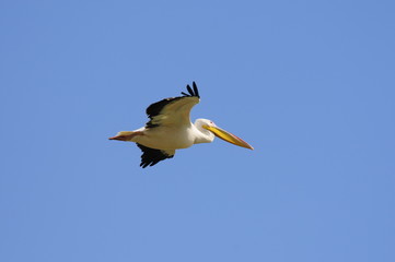 Pelican in flight