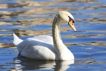Swan
